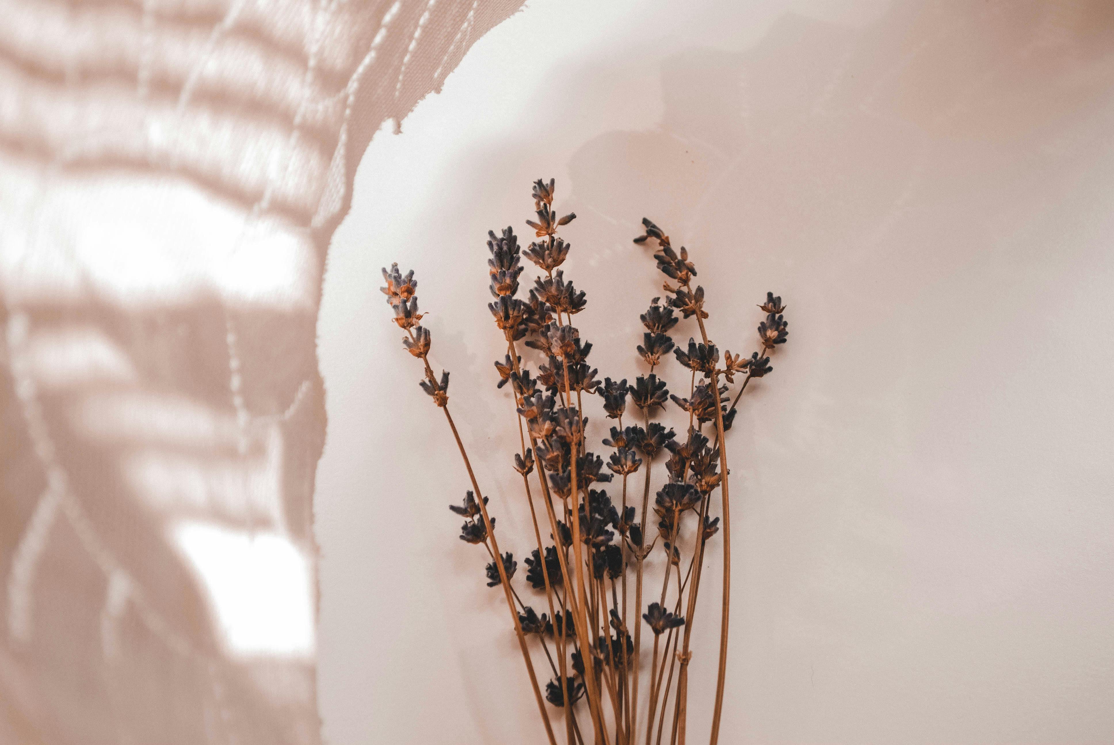 Green Leaf on White Textile \u00b7 Free Stock Photo