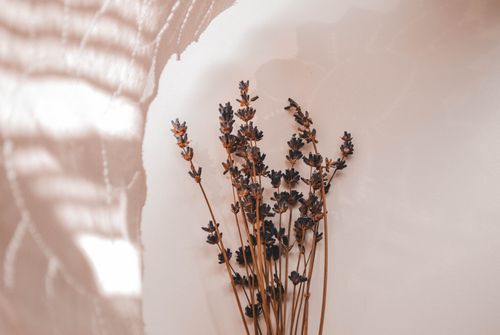 Free A minimalist arrangement of dried lavender flowers on a neutral-toned wall, creating a calming aesthetic. Stock Photo