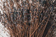 复古相机置于干枯的薰衣草枝间，呈现出质朴的美感