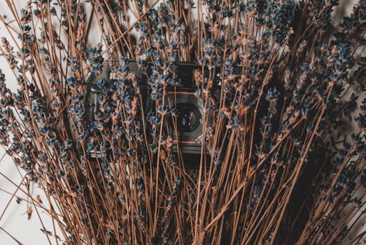 复古相机置于干枯的薰衣草枝间，呈现出质朴的美感