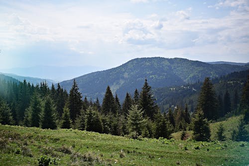 Fotografia Krajobrazu Sosny