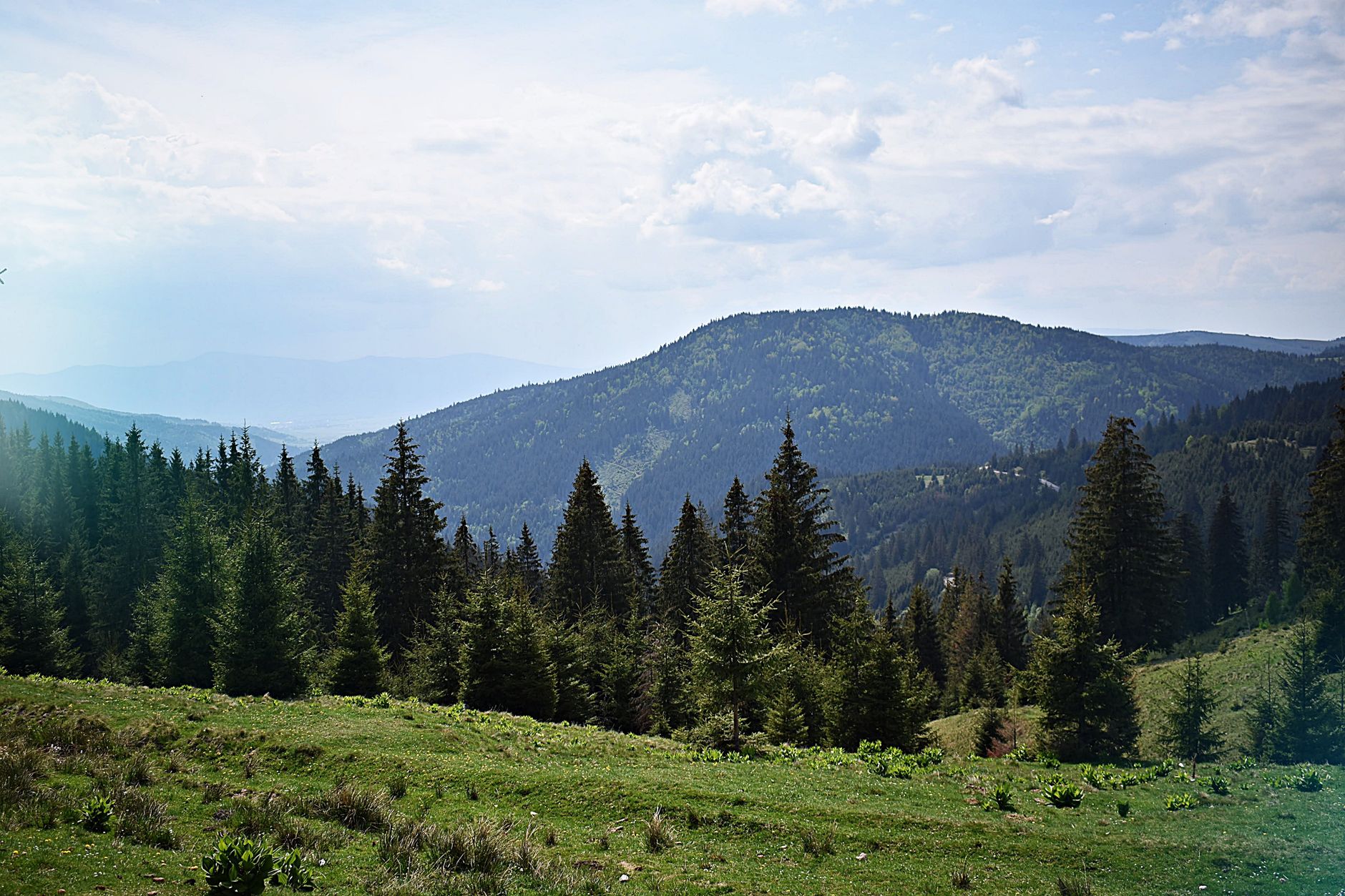 Explore the lush green landscapes and pine forests of Bicaz, Romania in this tranquil mountain scene.
