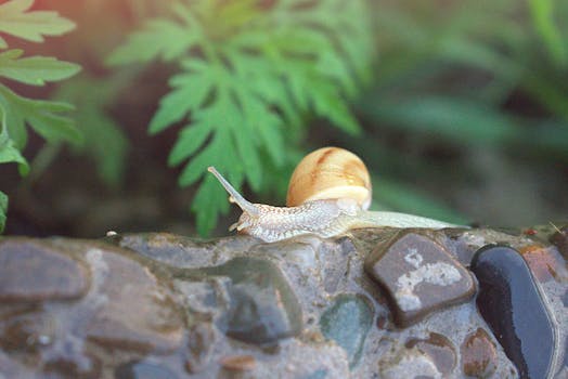 Macro shot of a garden snail crawling on a wet stone with green foliage background.