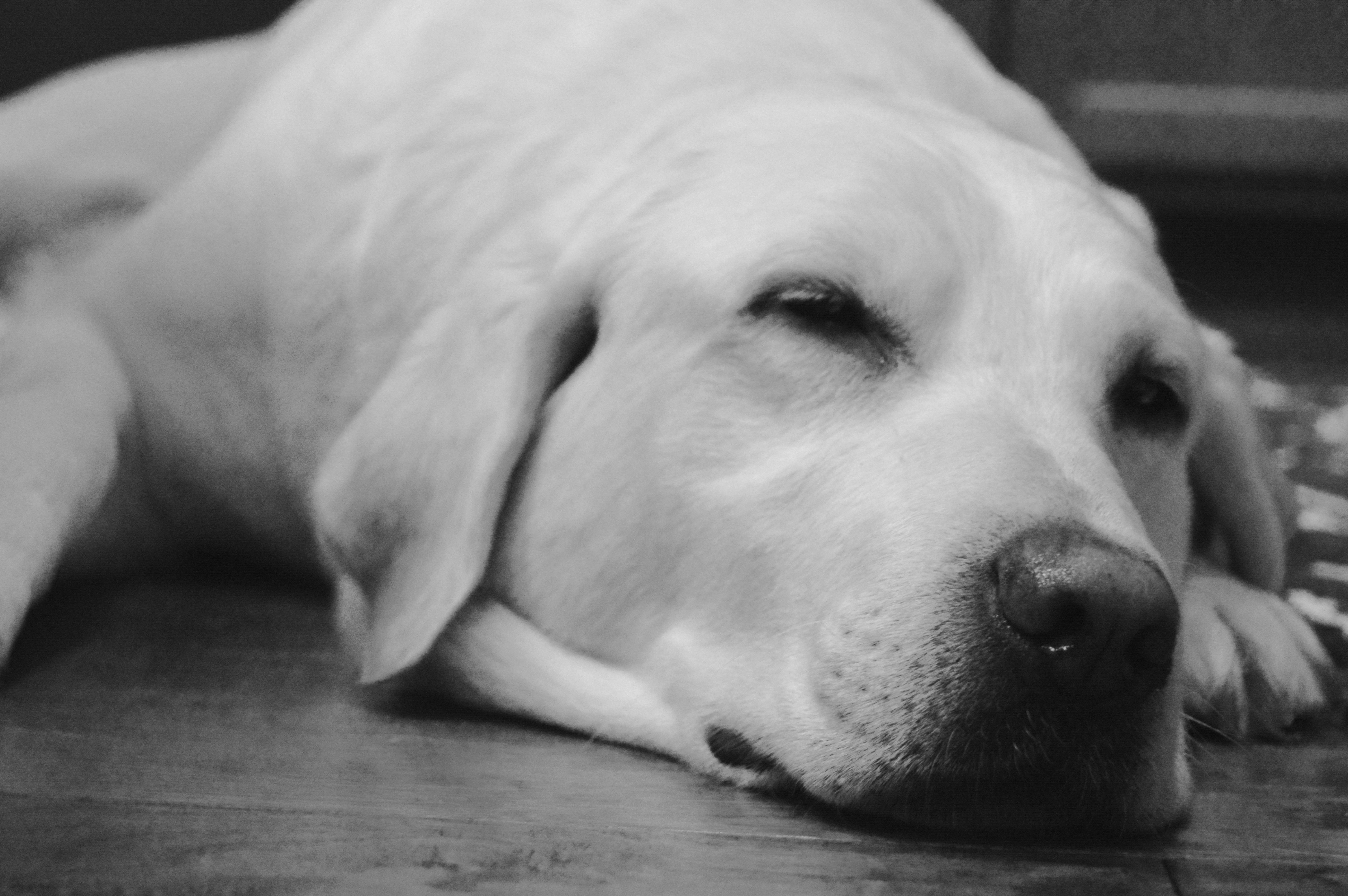 犬 白黒の無料の写真素材