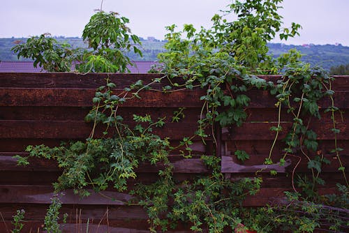 Green Leafed Plants