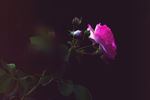бесплатная Селективный фокус фотографии розовый цветок Стоковое фото