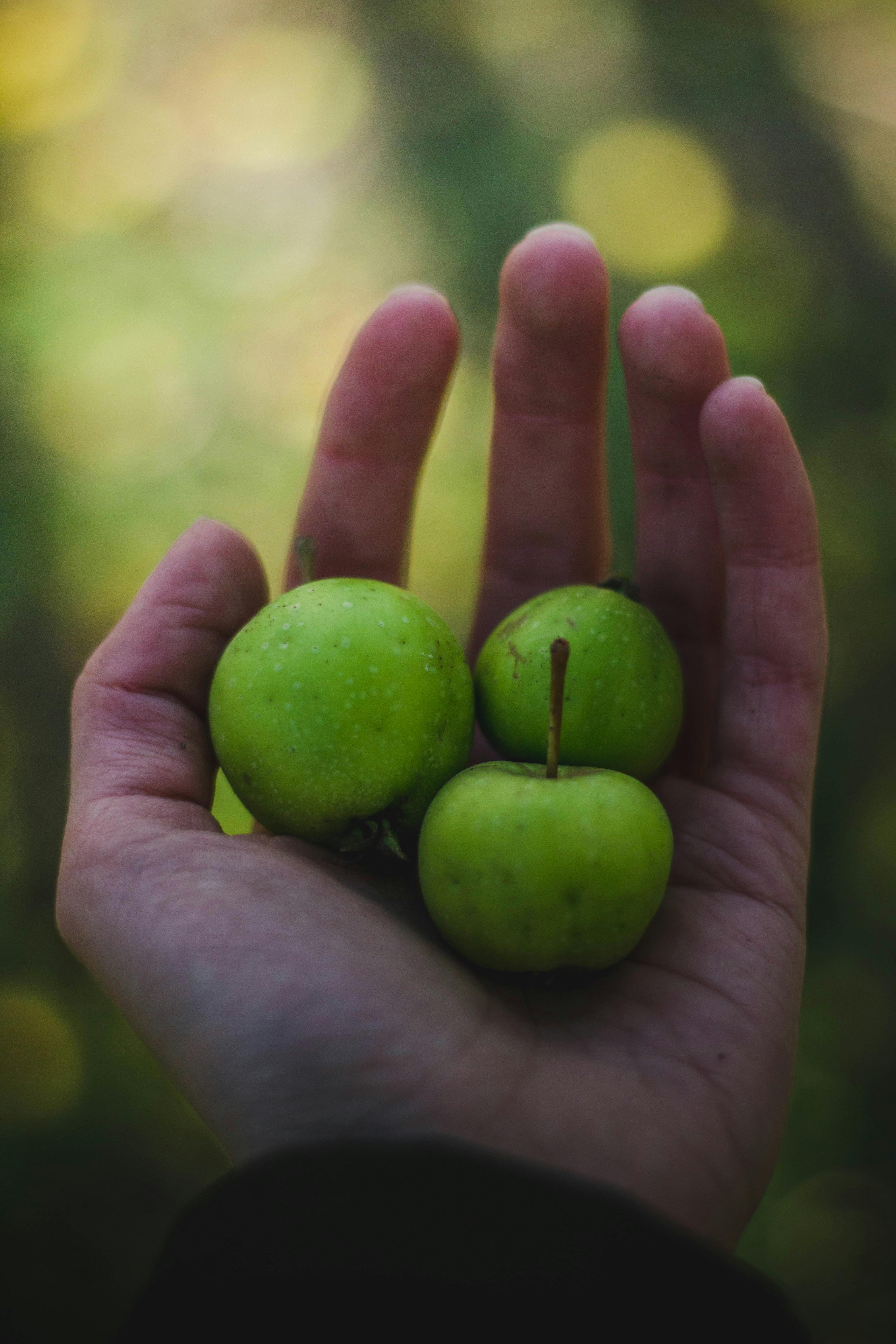 Free stock photo of apples, eat, fruits