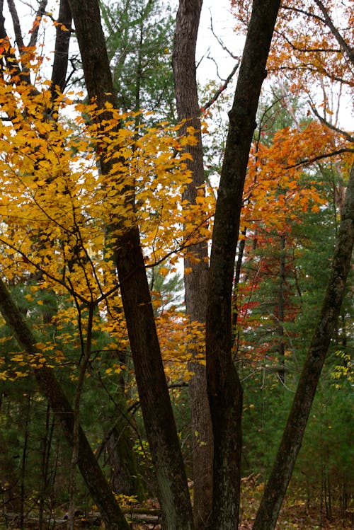 Fotos de stock gratuitas de bosque, bosque de otoño, caer
