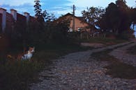 一只家猫坐在绿树环绕、远处有房子的砾石小路旁