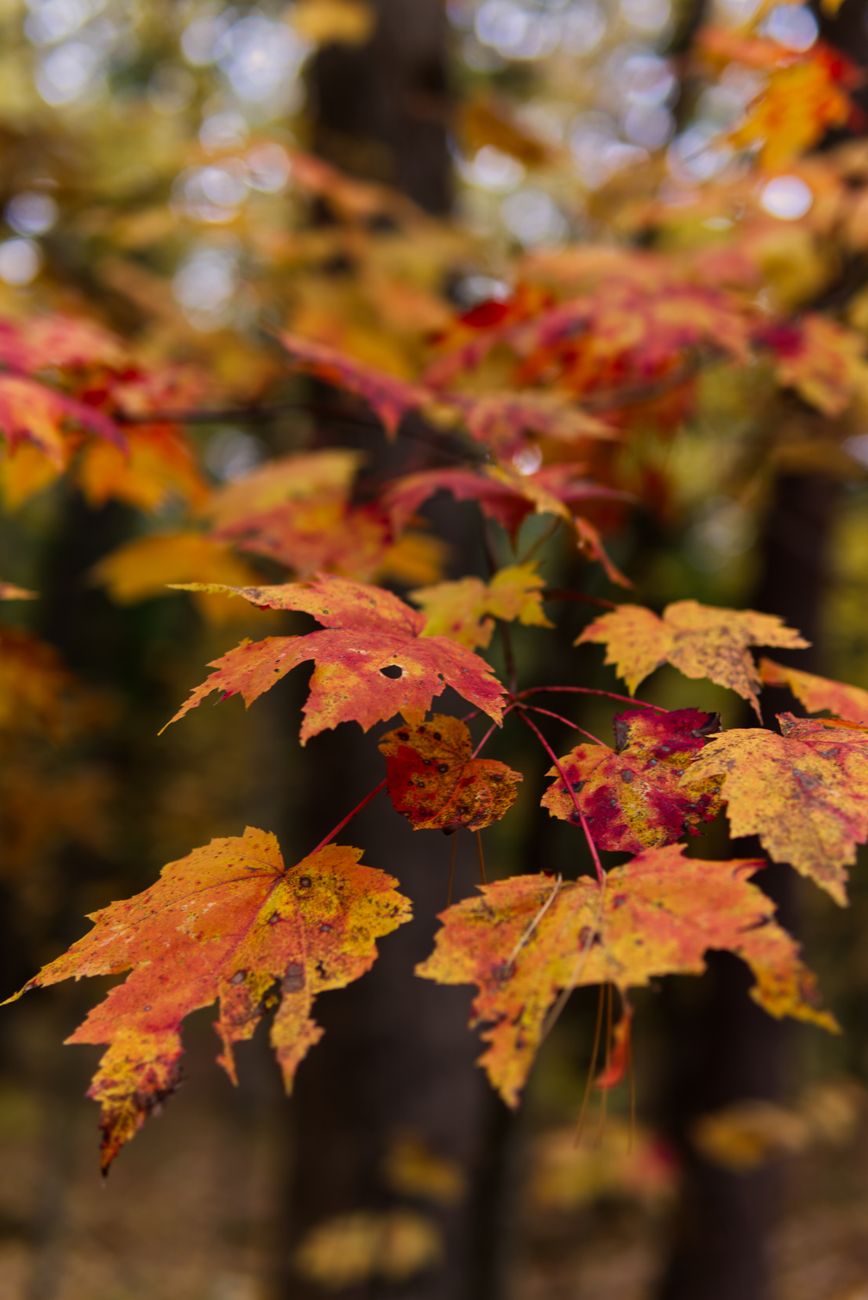 Close-up of vivid orange and red maple leaves during fall in a serene forest setting.