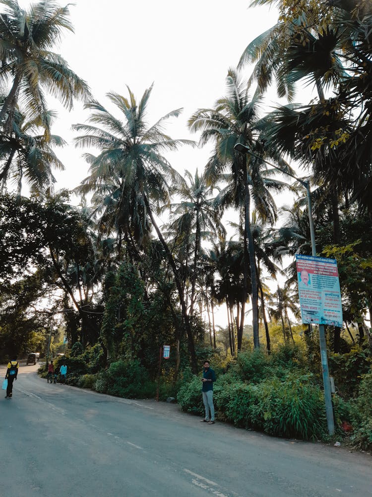 Concrete Road With Palm Trees On The Roadside 