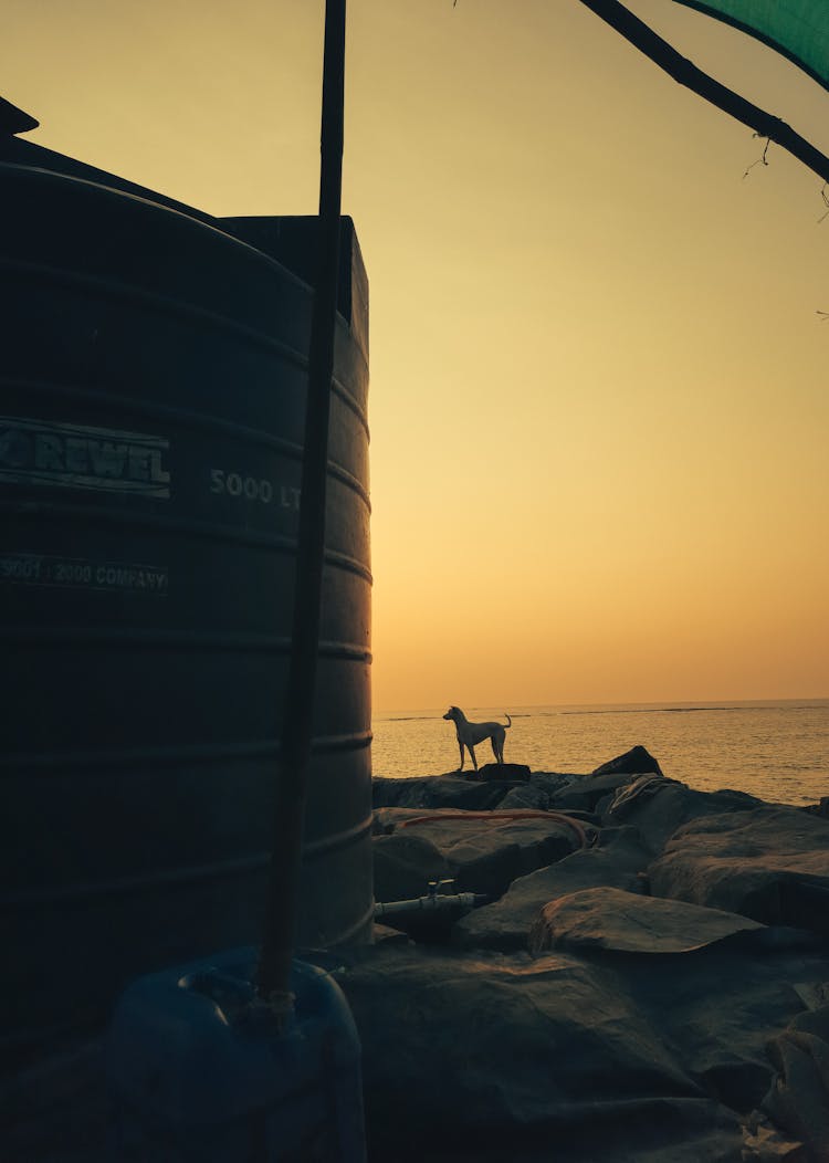 Dog On Rocks On Sea Shore At Sunset