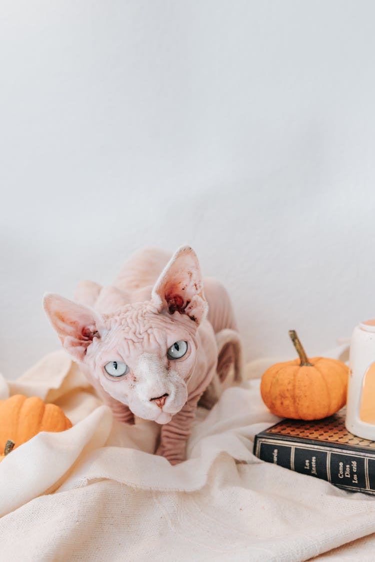 Close-Up Shot Of A Sphynx Cat 