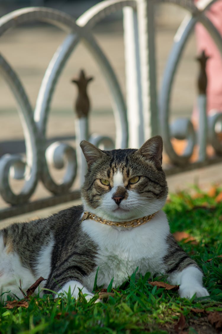 A Domestic Cat With A Gold Collar