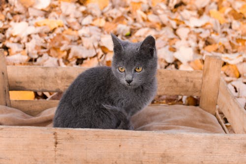 Free A Cat in a Wooden Crate Stock Photo