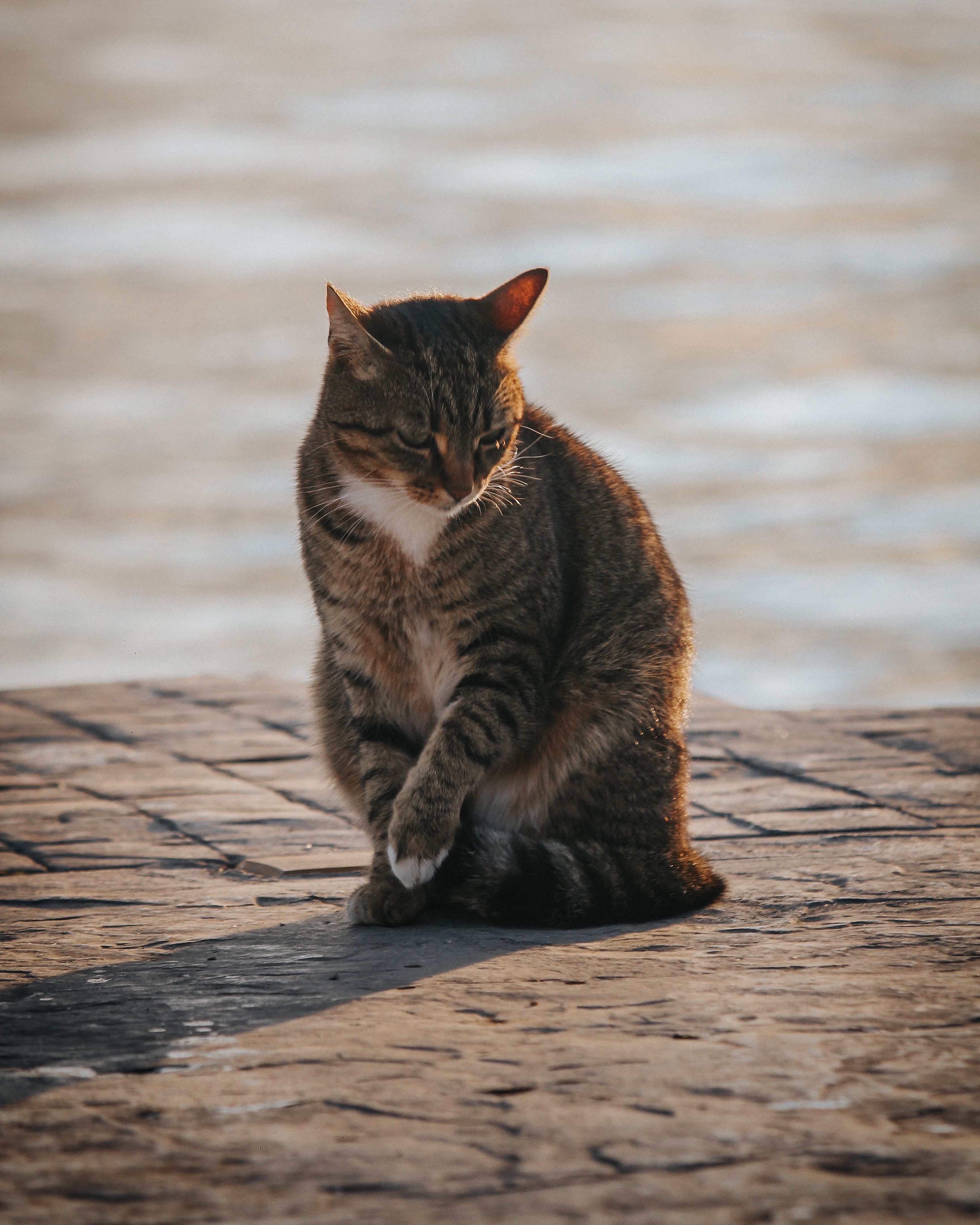 Brown Tabby Cat on Brown Concrete Floor · Free Stock Photo