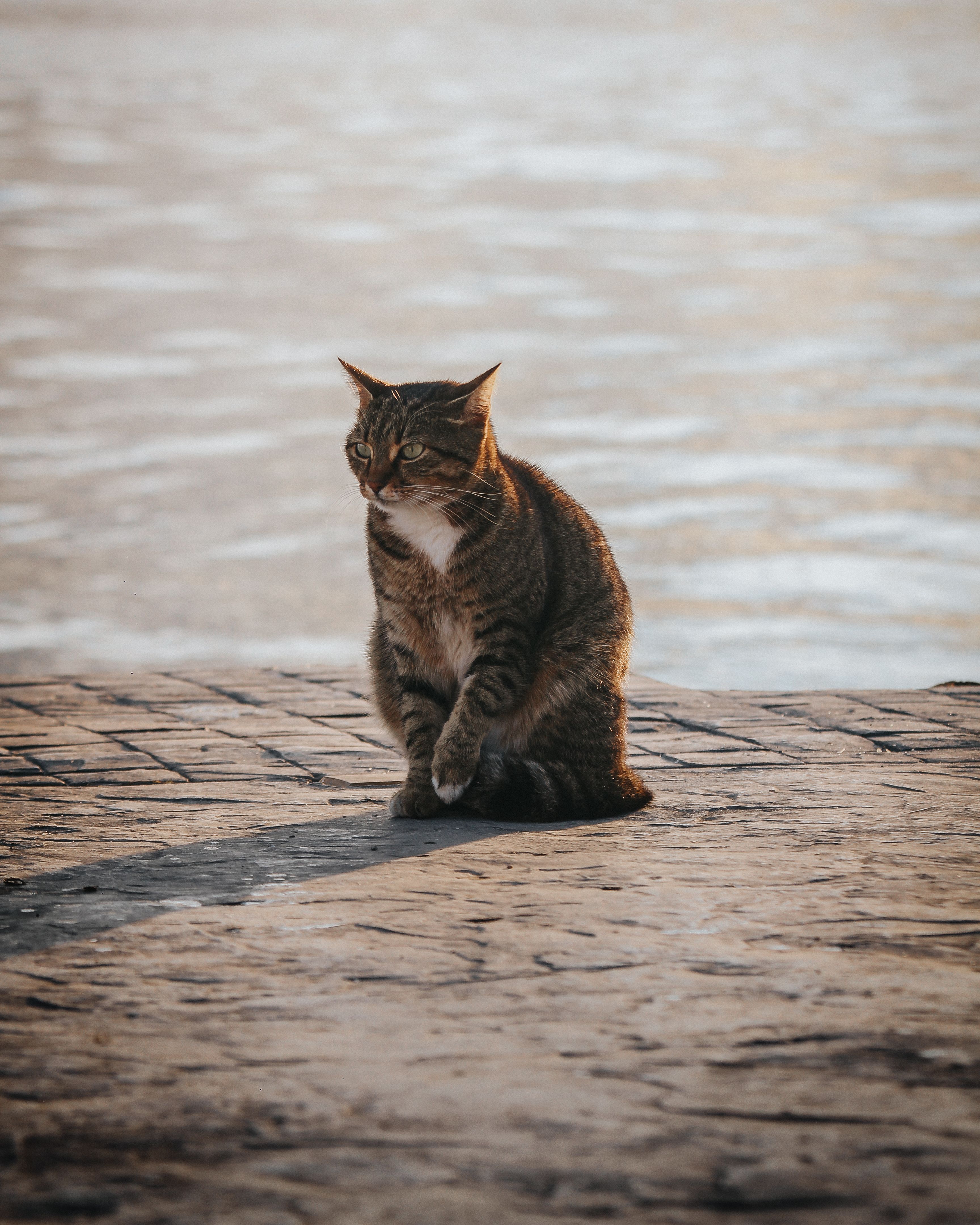 Brown Tabby Cat Sitting on Gray Concrete Floor · Free Stock Photo
