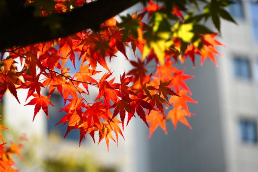 Close-up of red and orange maple leaves in autumn with blurred city background.