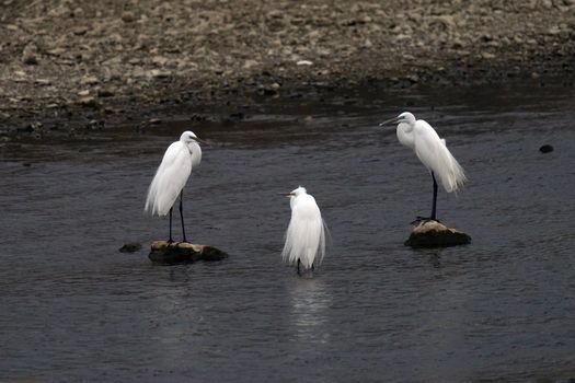Egrets on Rocks 