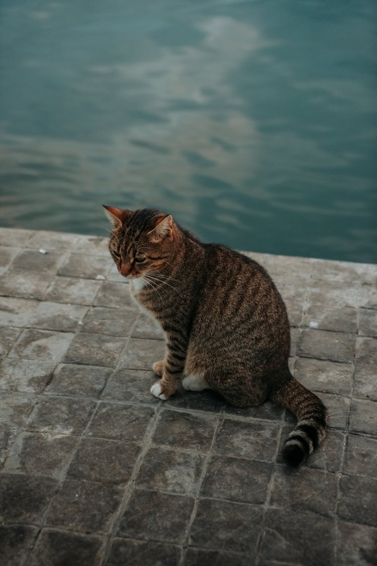 Cute Cat Sitting On Tiles Near Water