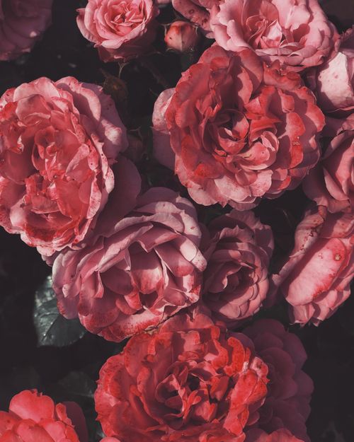 Free Stunning close-up of red roses showcasing their lush petals. Perfect for floral-themed projects. Stock Photo