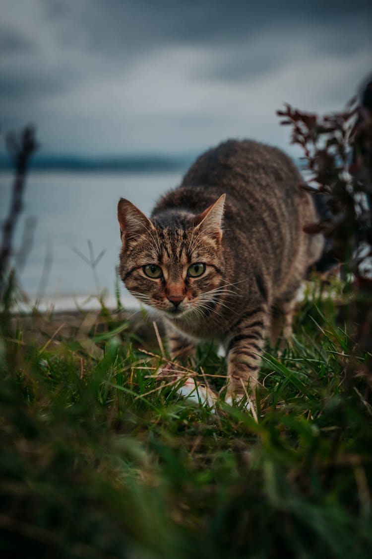 Cute Cat Walking In Grass