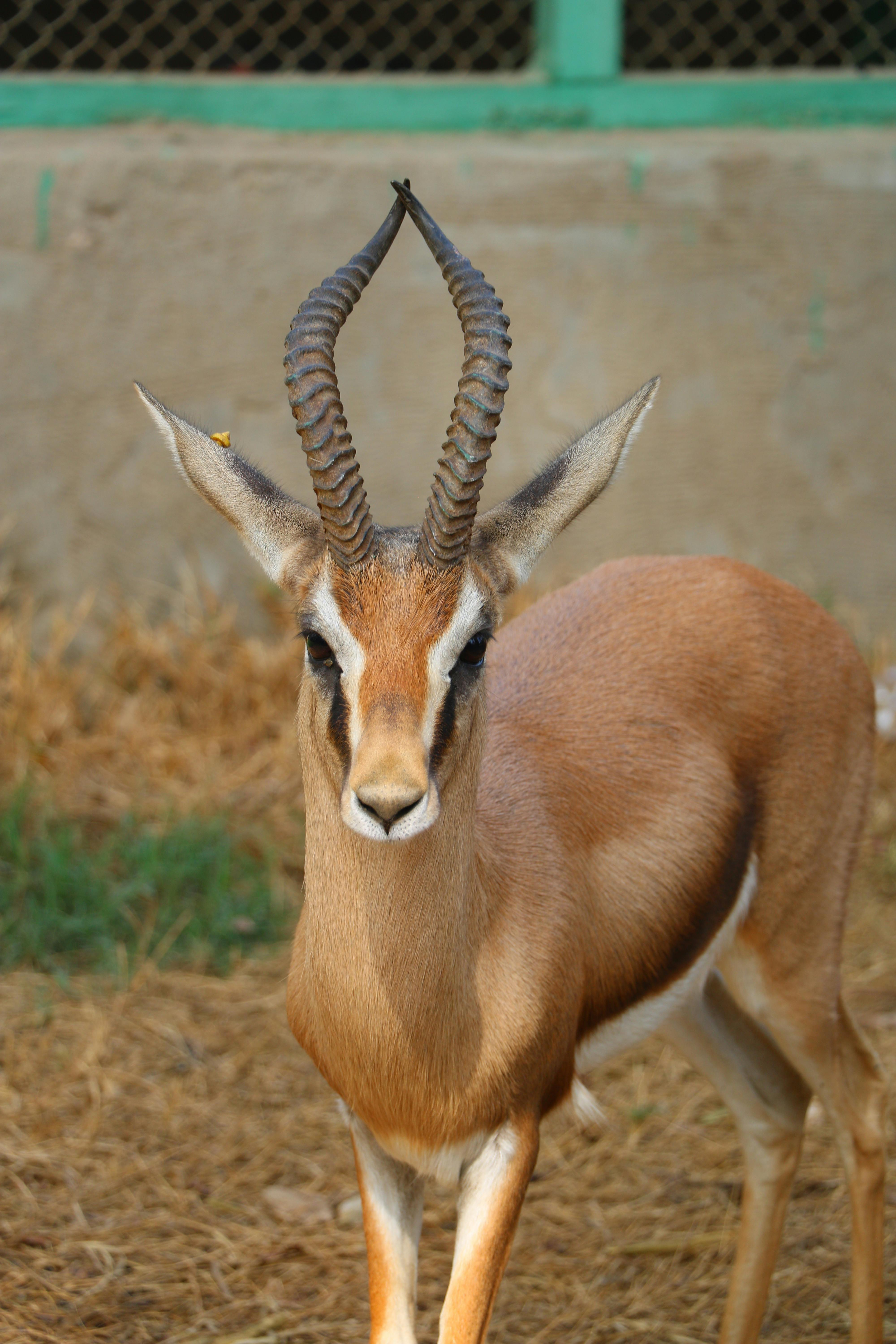 gazelle face