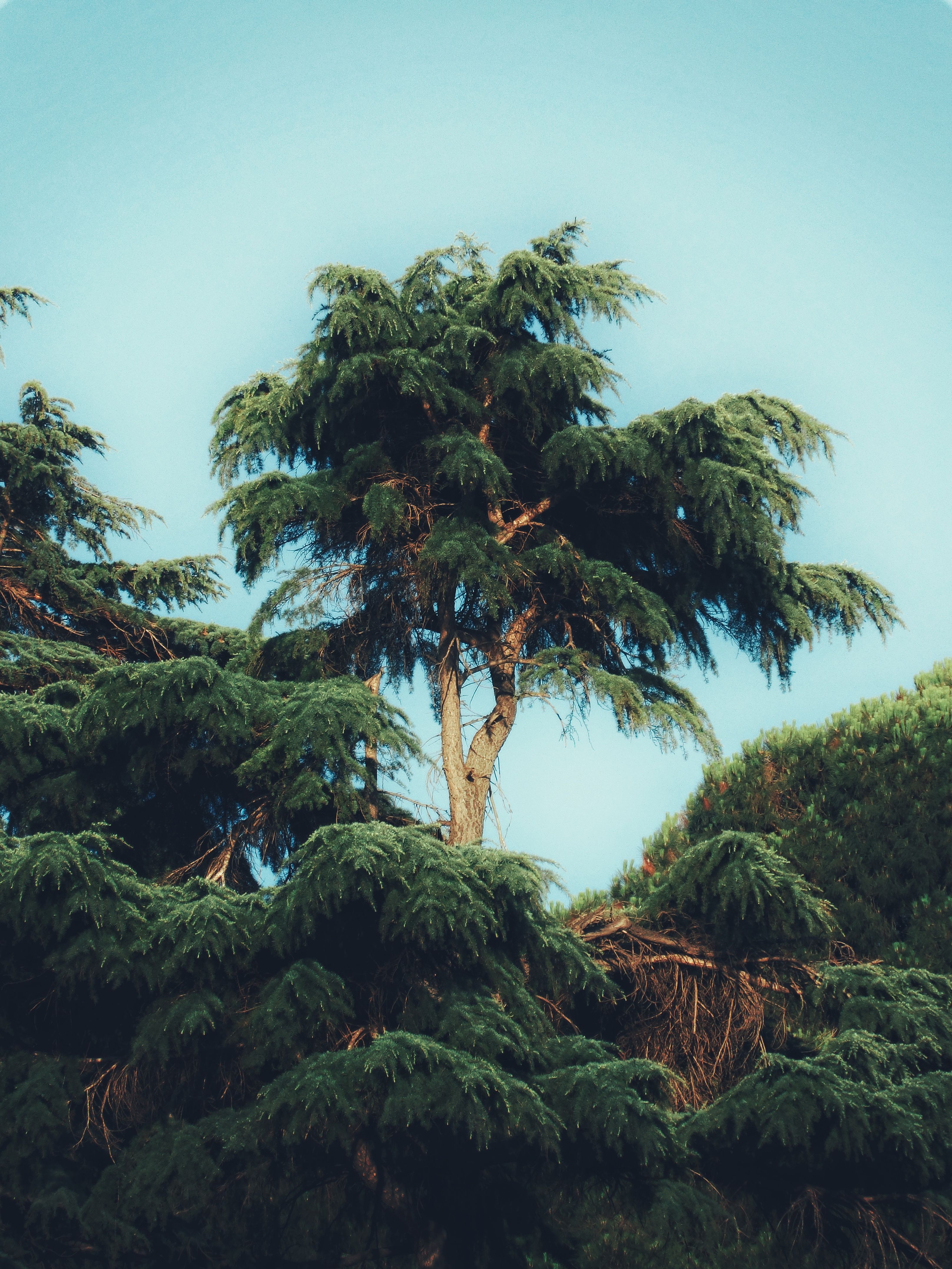 A Green Trees Under the Blue Sky · Free Stock Photo