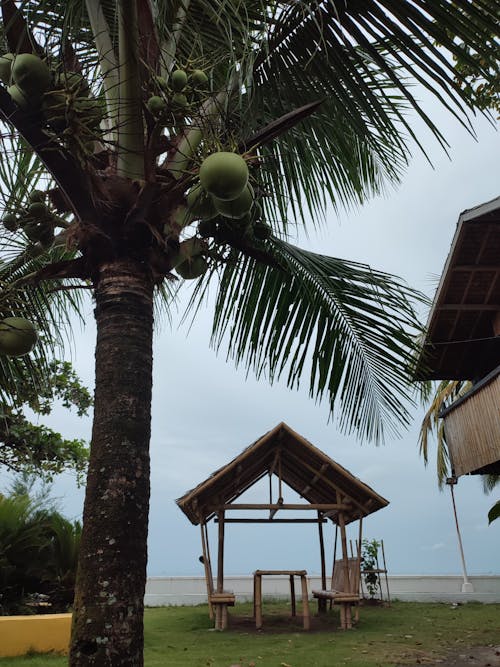 Darmowe zdjęcie z galerii z drzewo kokosowe, ośrodek na plaży
