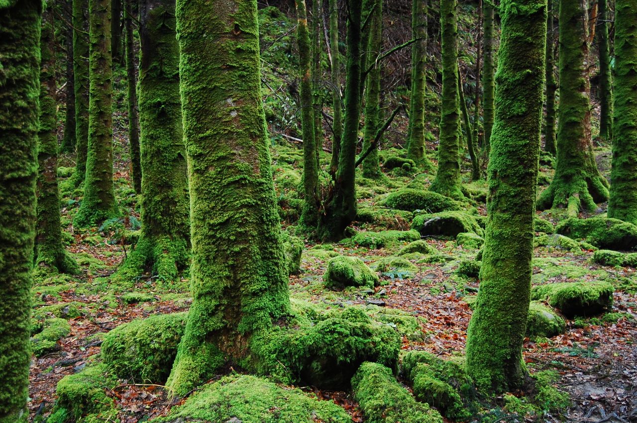 explore the serene beauty of a moss covered forest with vibrant greene