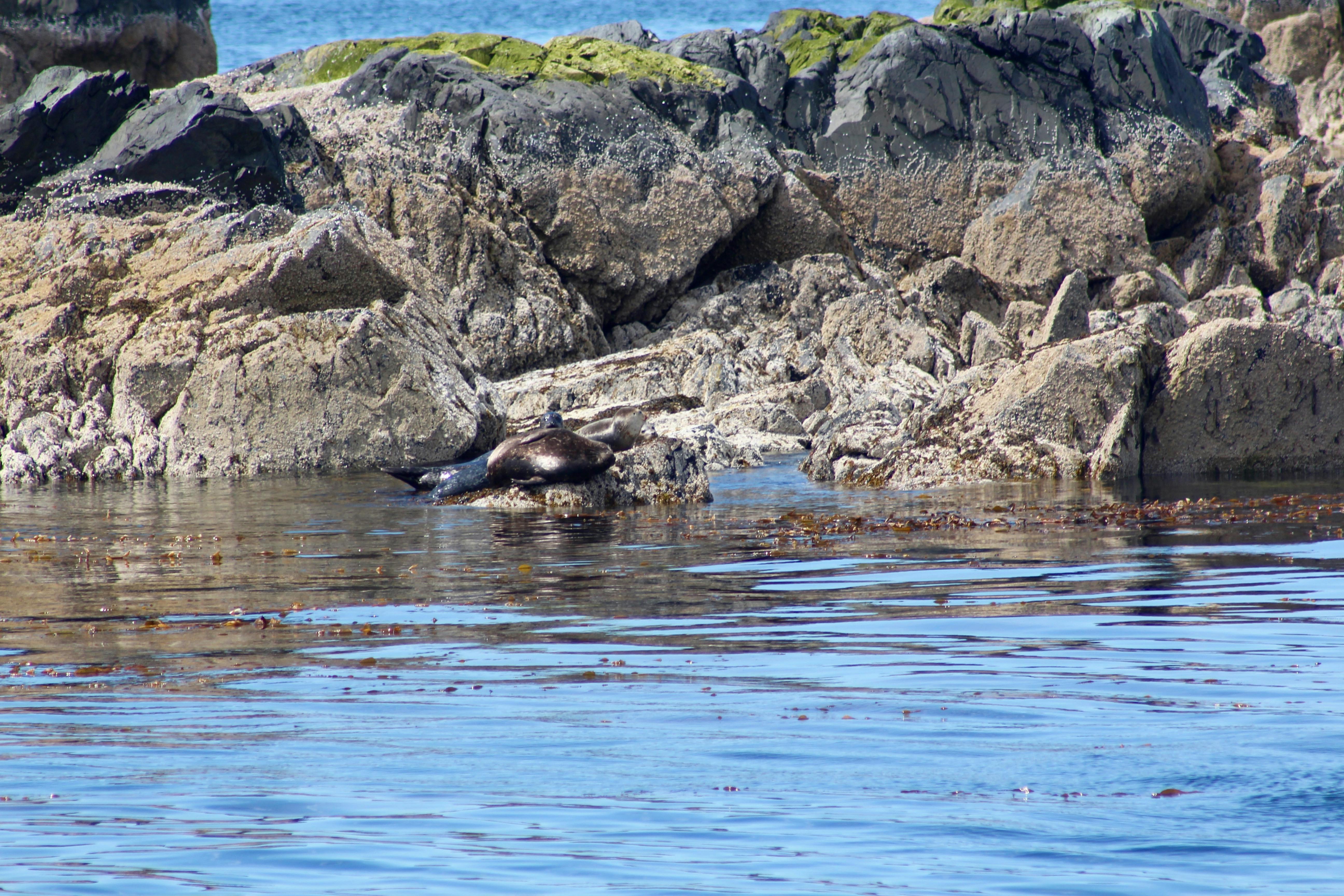 Free stock photo of sea lion on rock