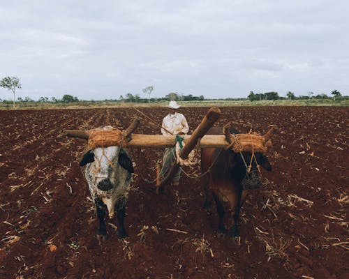 Man Ploughing Field Using Working Animals