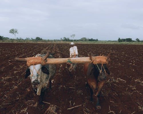 Man Plowing Field Using Traditional Methods