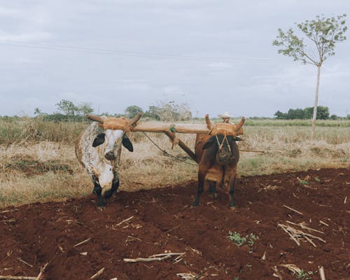 Immagine gratuita di agricoltura, animali, aratro