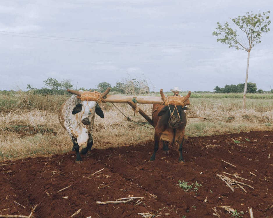 Photos gratuites de agriculture, animaux, campagne