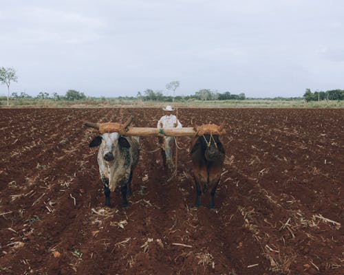 Man Ploughing Field Using Oxen 