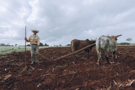 Man plowing a rural field with oxen on a cloudy day, emphasizing traditional agriculture.