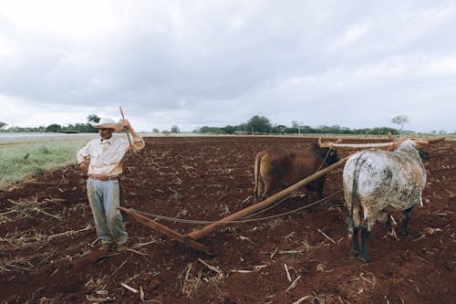 Man Plowing Field with Plough