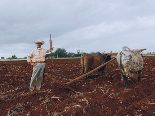 Man Plowing Field with Cows