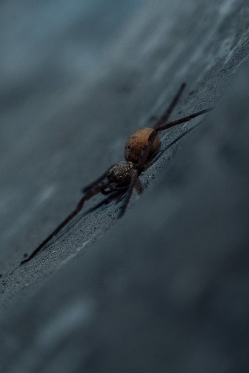 Foto profissional grátis de aracnídeo, aranha, fechar-se