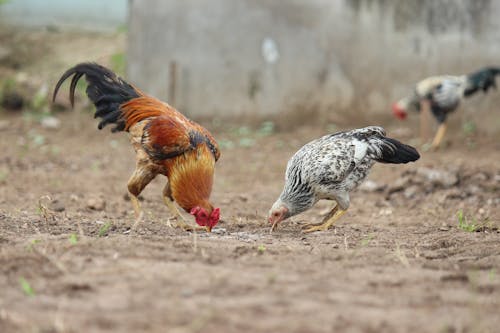 Photograph of Chickens Eating
