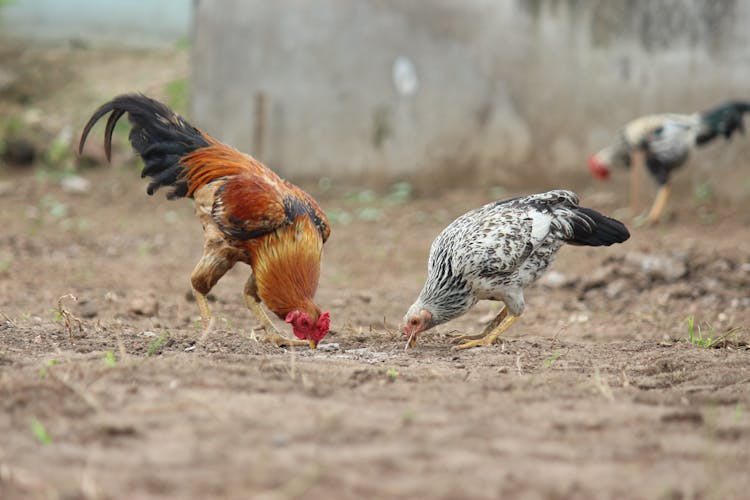 Photograph Of Chickens Eating