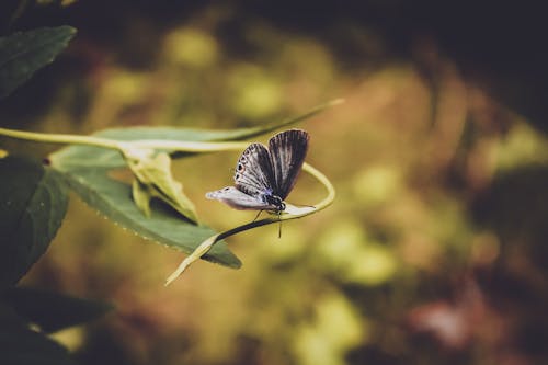 Free Black Butterfly Perching on Flower Stock Photo