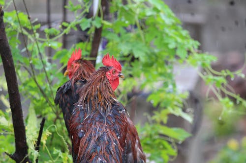 Wet Rooster Beside Green Plants