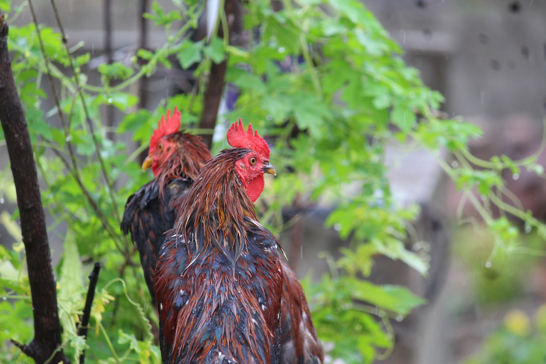 Two rooster silhouettes behind a rural fence, documentary lighting, emphasizing animal welfare concerns