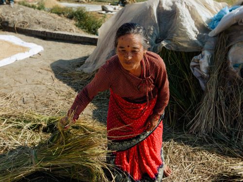 Free Senior woman in traditional attire harvesting hay outdoors. Stock Photo