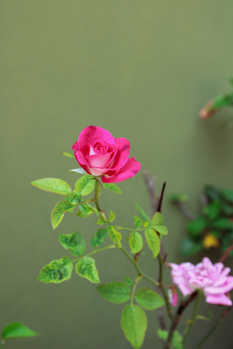 Close Up Photo Of A Rose