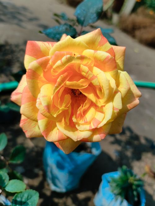 Free stock photo of flower, rose, yellow Stock Photo