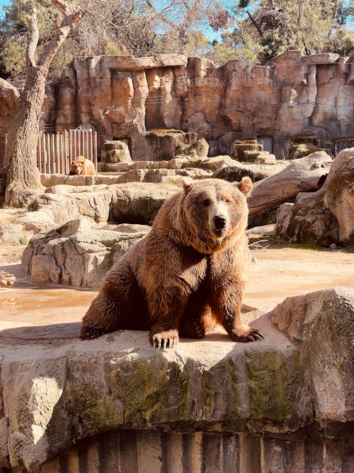 бесплатная Бесплатное стоковое фото с бурый медведь, вертикальный выстрел, дикое животное Стоковое фото