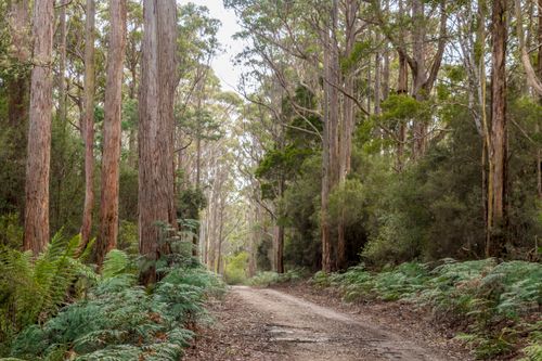 Free stock photo of australia, branxholm, country road Stock Photo